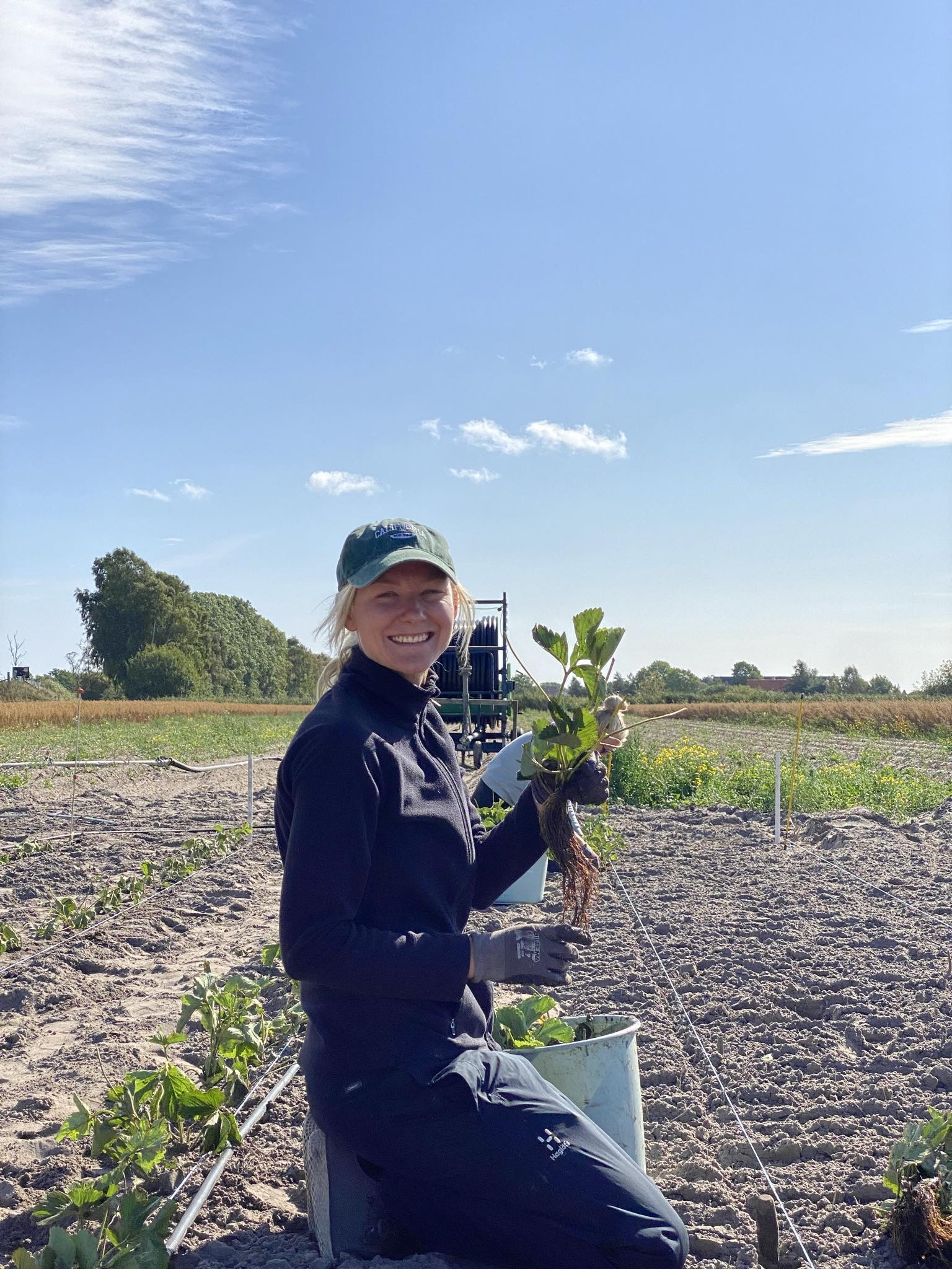 Plantering av jordgubbar