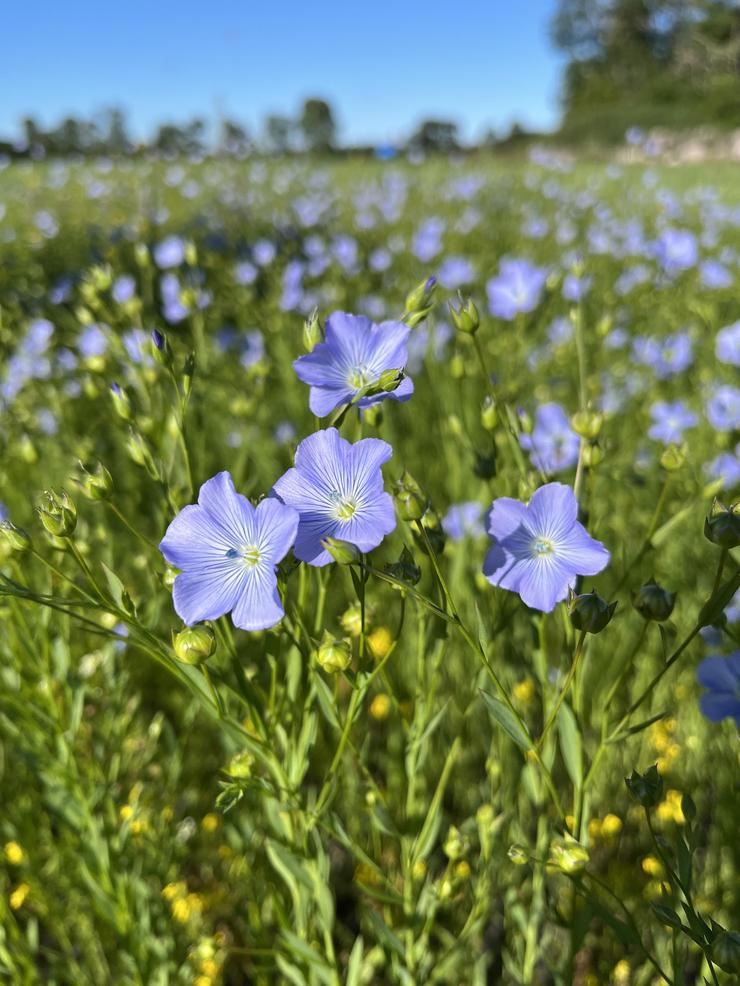 Linet som blommar