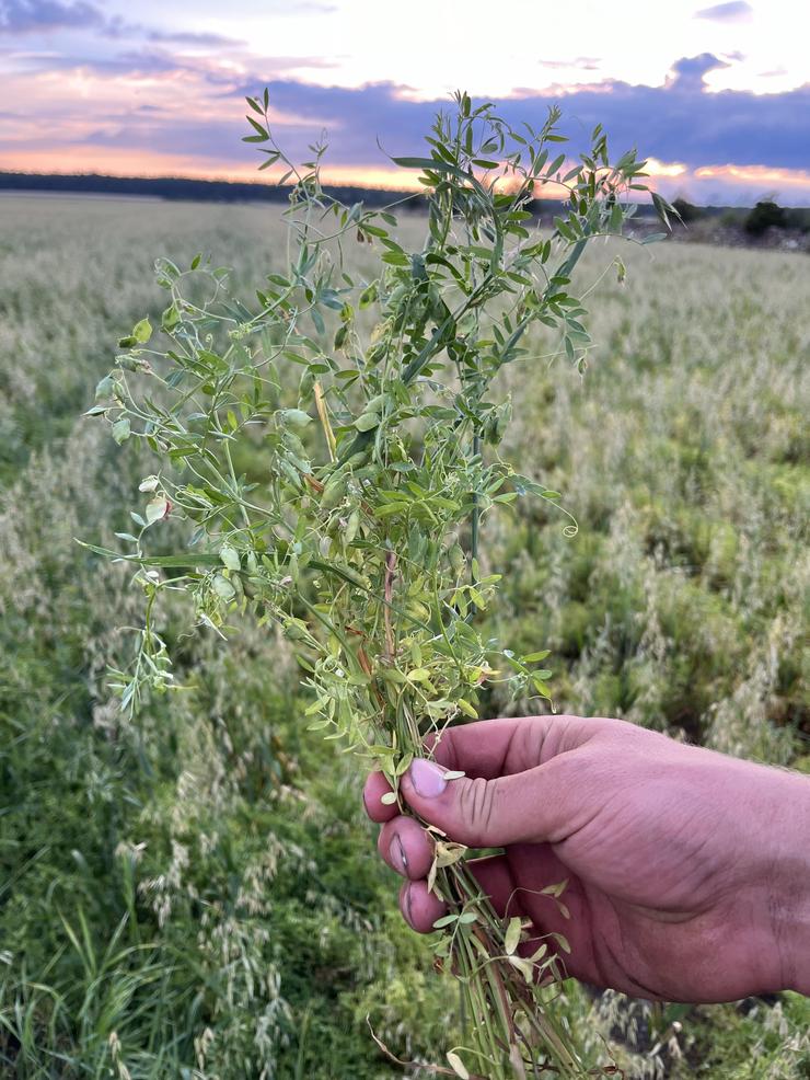 Planta med Gotlandslins